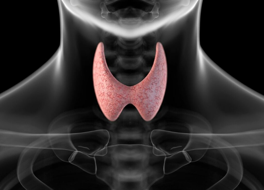 What is Thyroid Gland